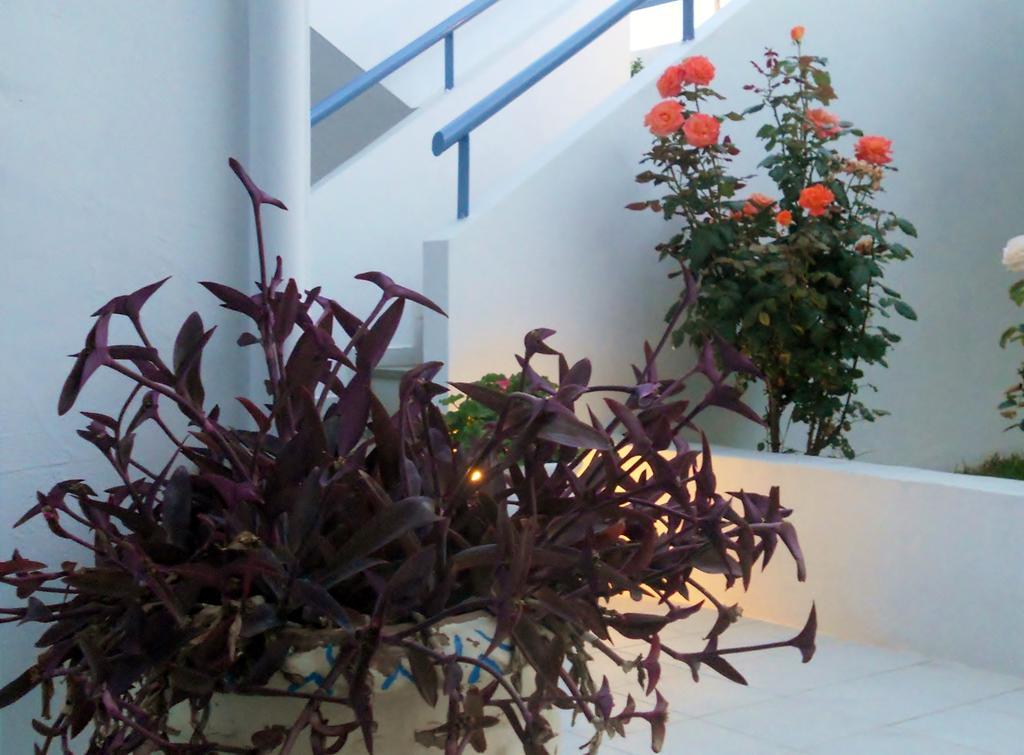 Dimitra Apartment Hotel Skafidia Bagian luar foto